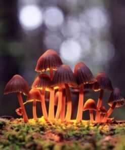 Psilocybin