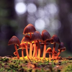 The Rising Popularity of DMT: What You Need to Know Introduction