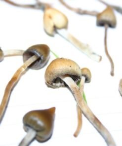 Køb Psilocybe semilanceata online