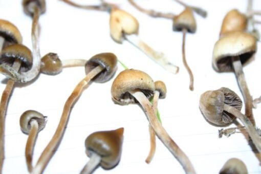 Køb Psilocybe semilanceata online