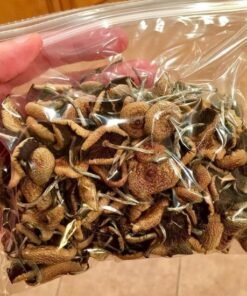 Køb PSILOCYBE CUBENSIS online