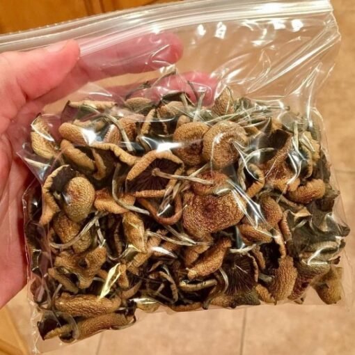 Køb PSILOCYBE CUBENSIS online