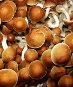 Køb Psilocybe Azurenses online